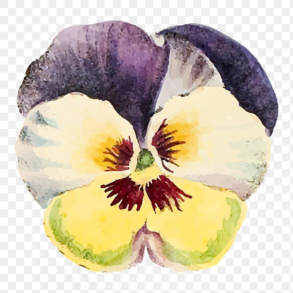Pansy png flower illustration, transparent background