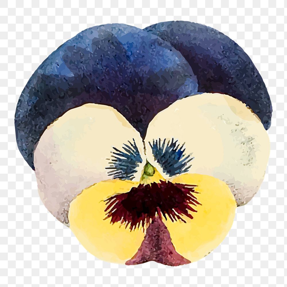 Pansy png flower illustration, transparent background