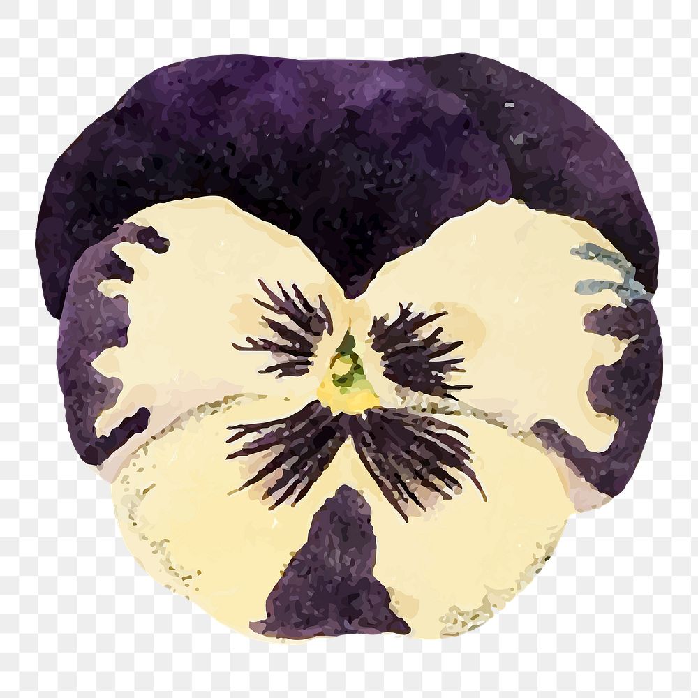 Pansy png flower illustration, transparent background