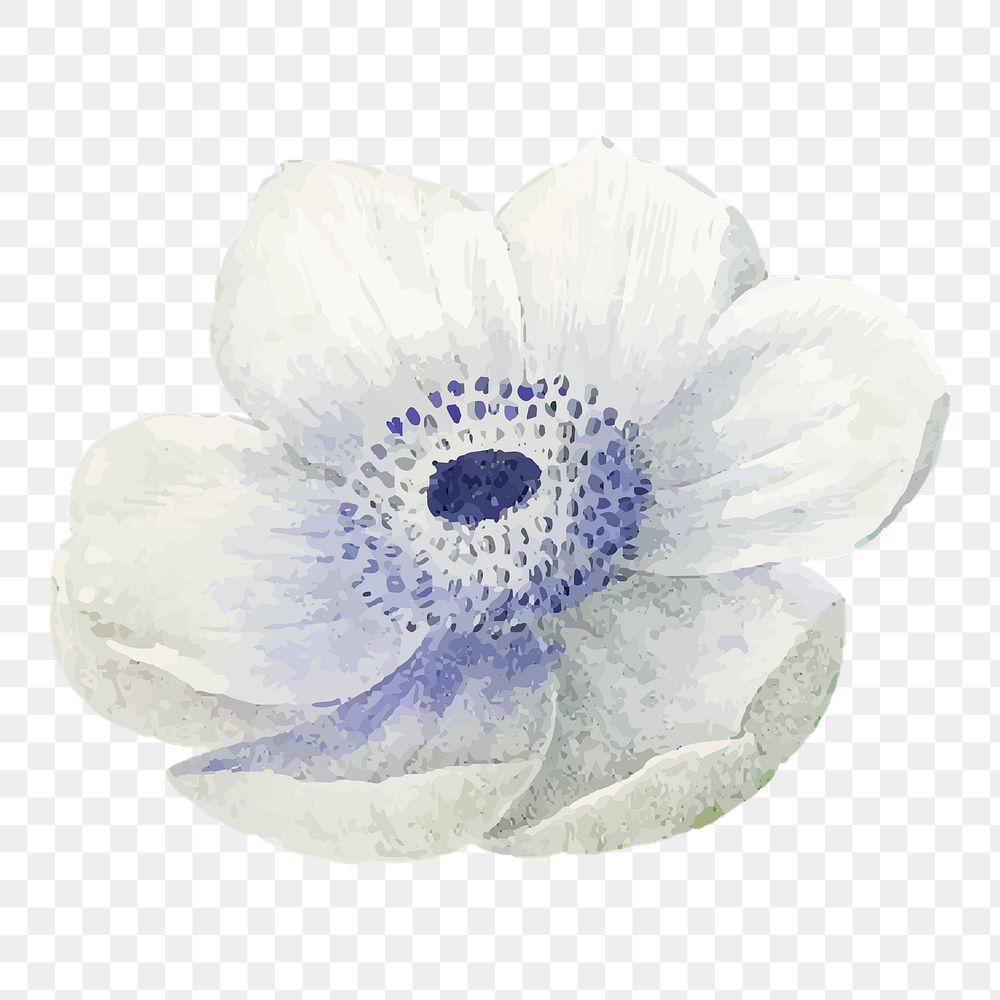 White anemone png flower illustration, transparent background