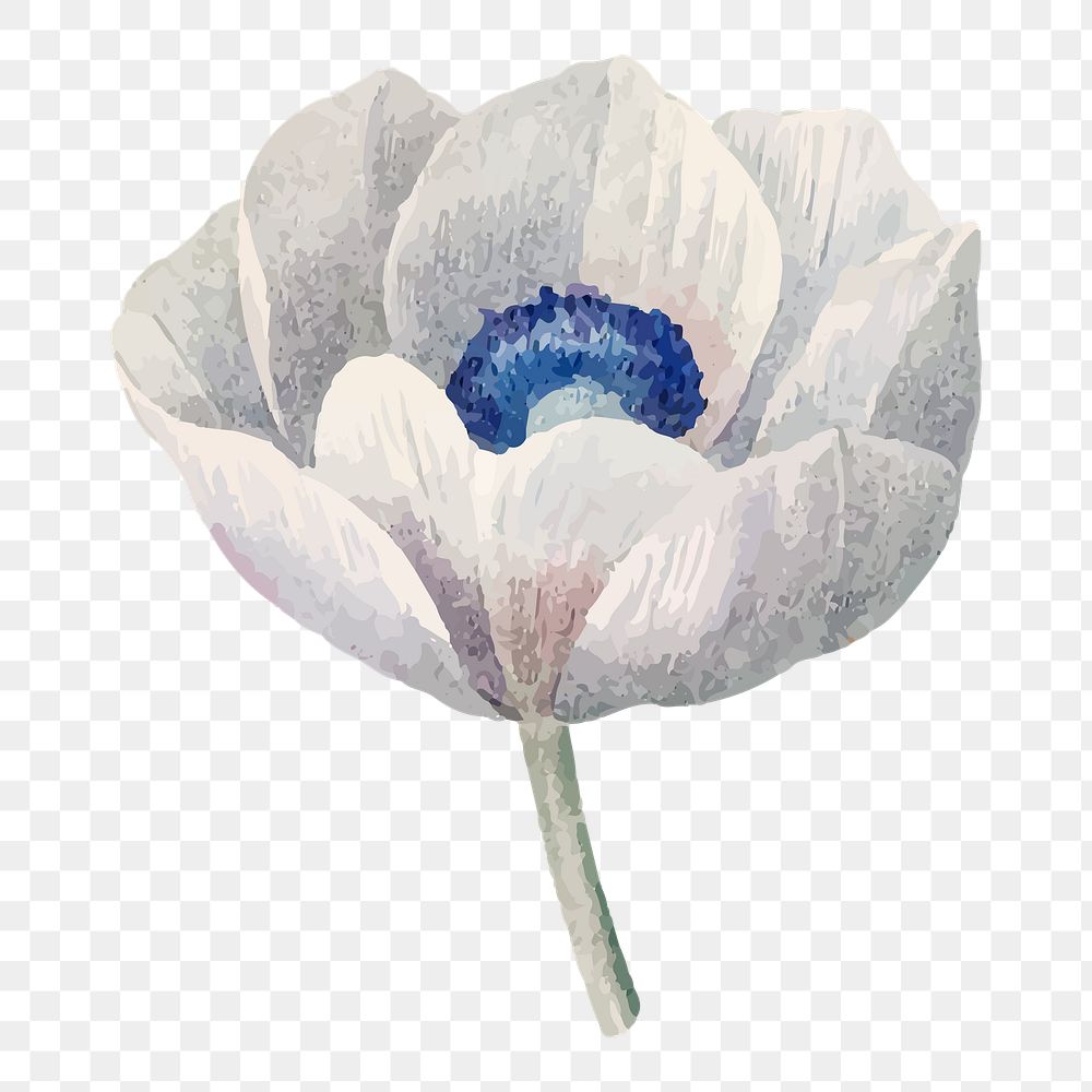 White anemone png flower illustration, transparent background