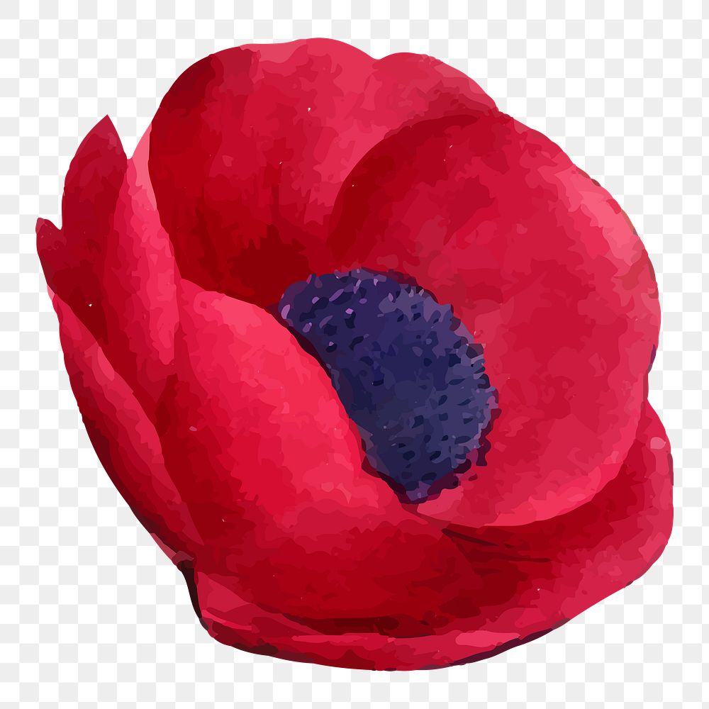 Poppy png red flower illustration, transparent background