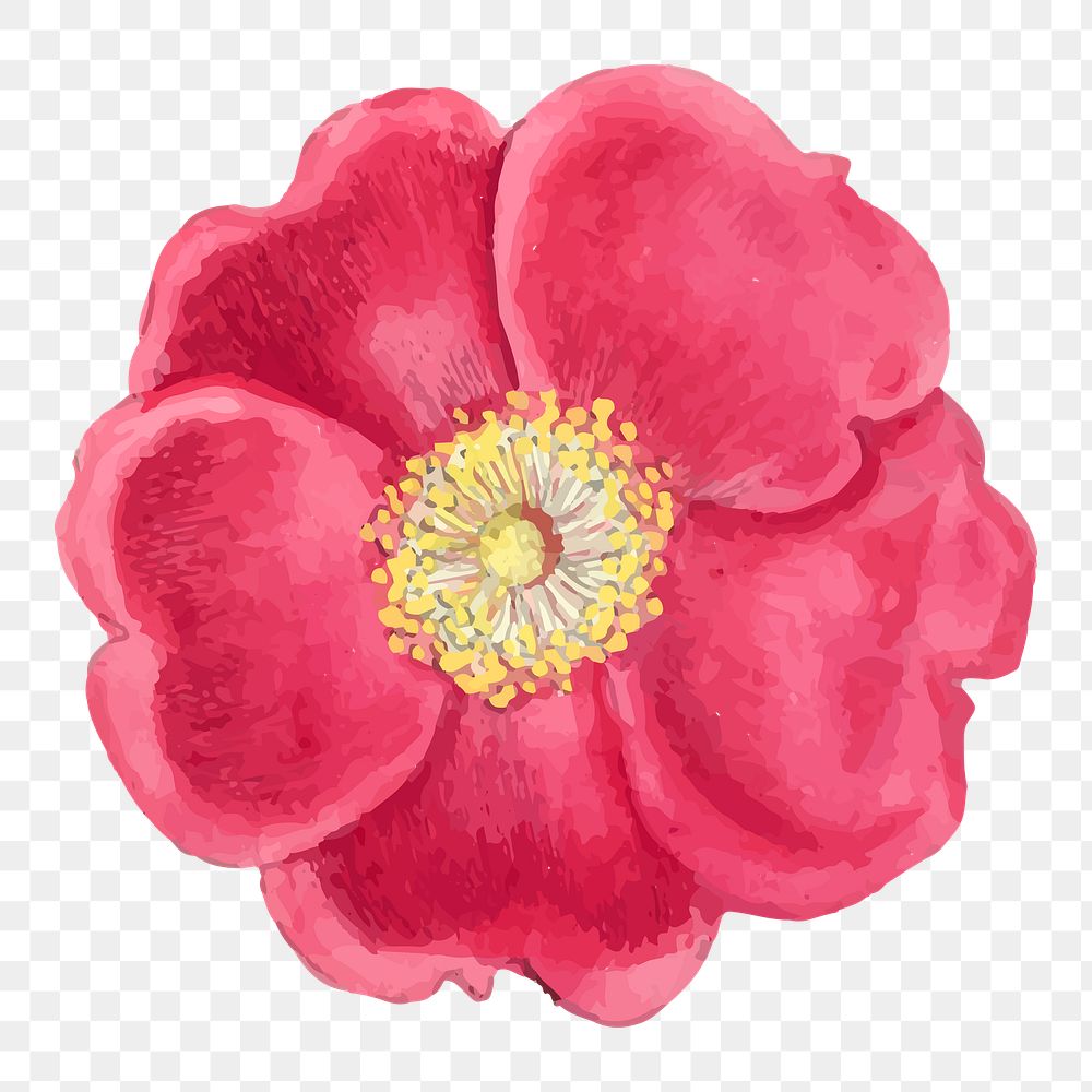 Camellia png red flower illustration, transparent background