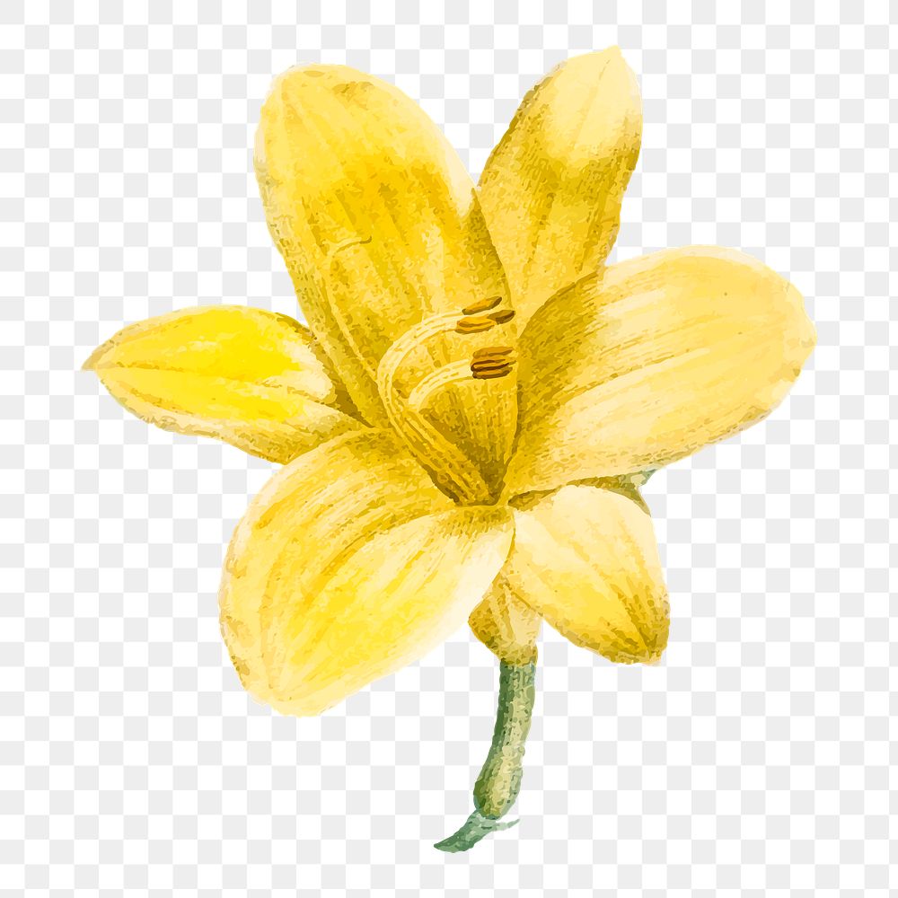 Yellow lilium parryi png flower illustration, transparent background