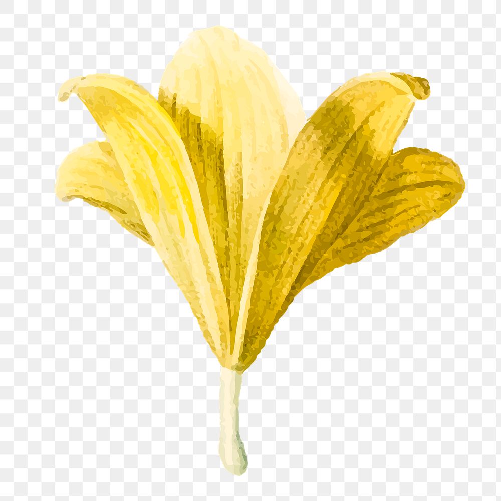 Yellow lilium parryi png flower illustration, transparent background