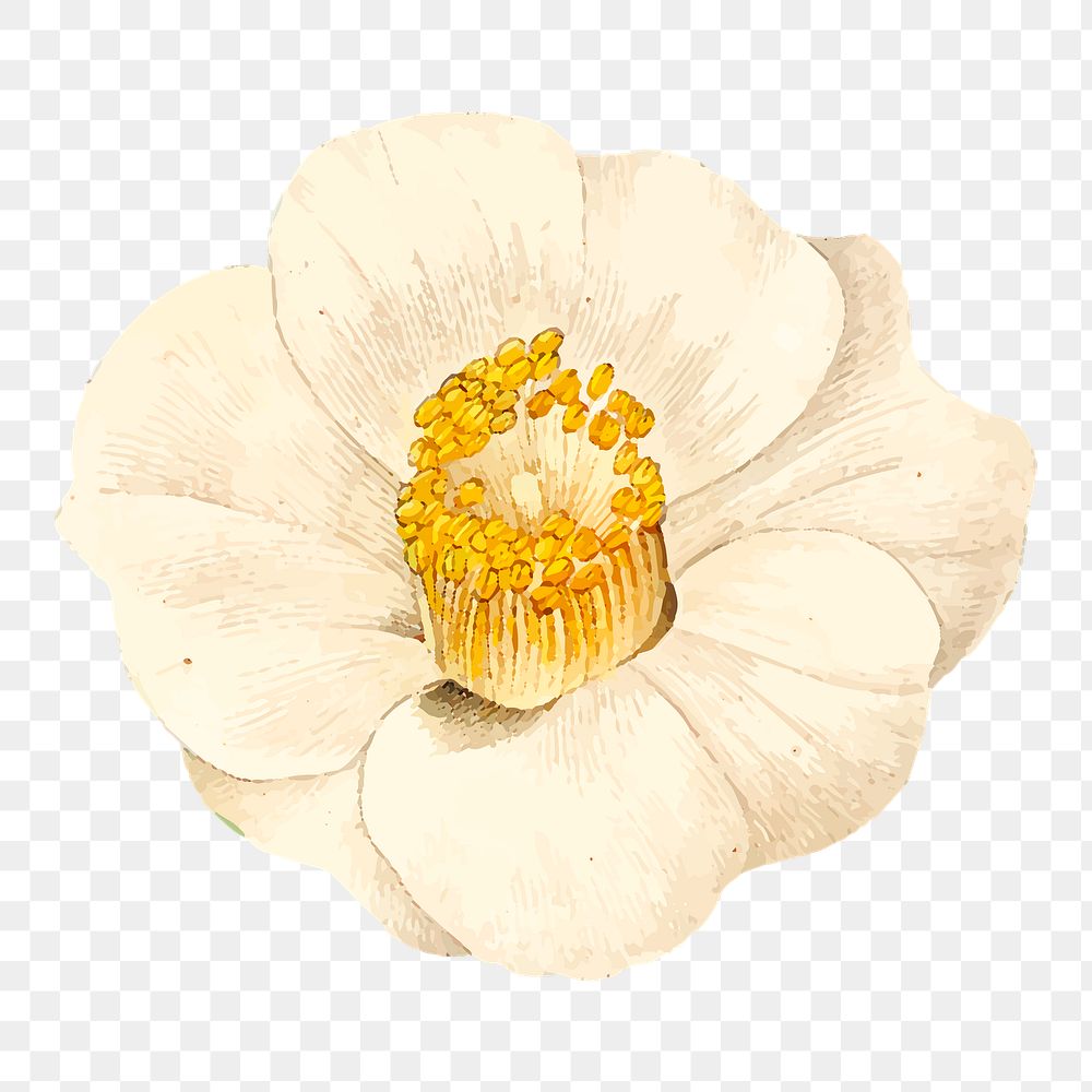 White camellia  png flower illustration, transparent background