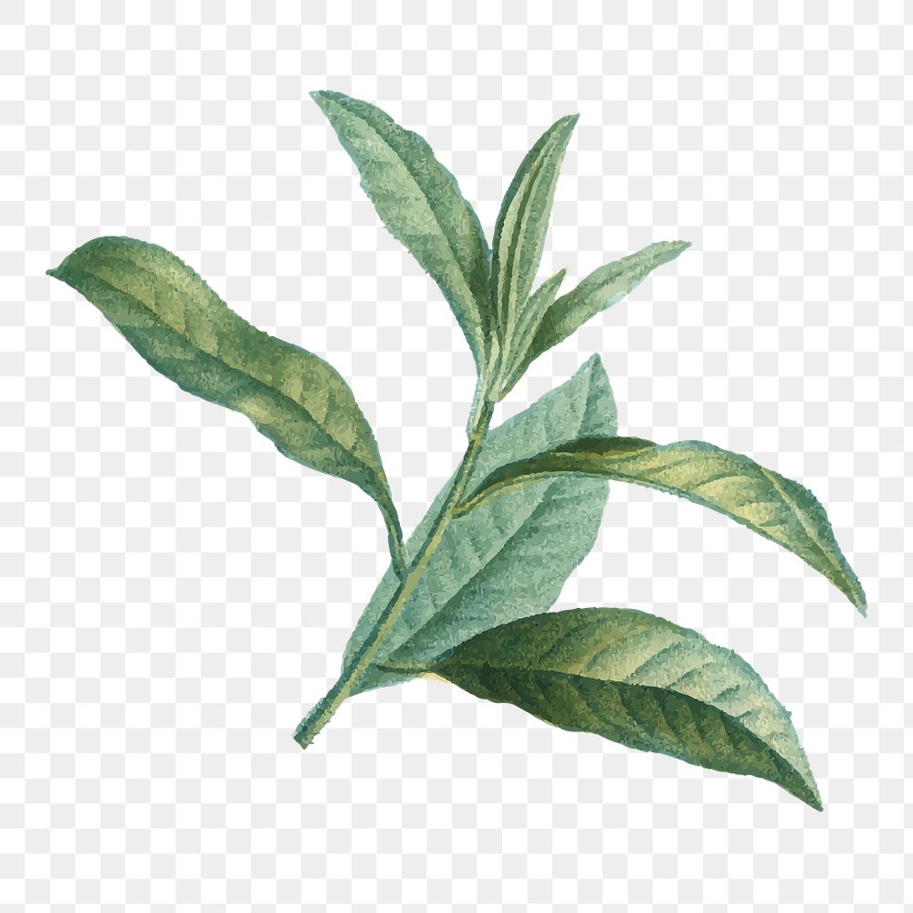 Leaf illustration png, aesthetic element, transparent background