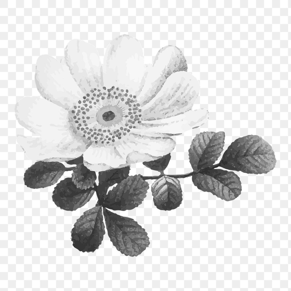 Flower illustration png, aesthetic element, transparent background