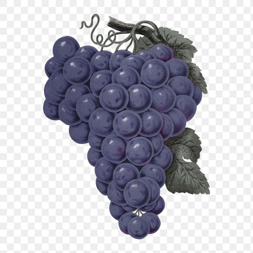 PNG purple grape fruit, vintage illustration, transparent background
