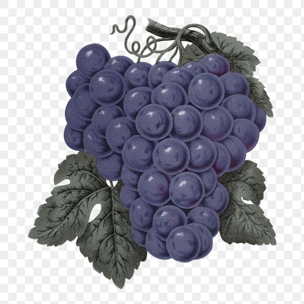 PNG purple grape fruit, vintage illustration, transparent background