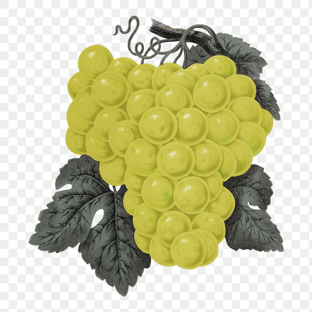 PNG green grape fruit, vintage illustration, transparent background