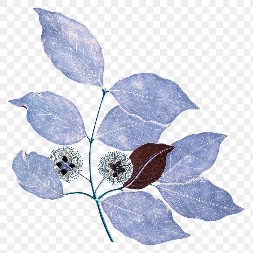 Purple  leaf png vintage illustration, transparent background