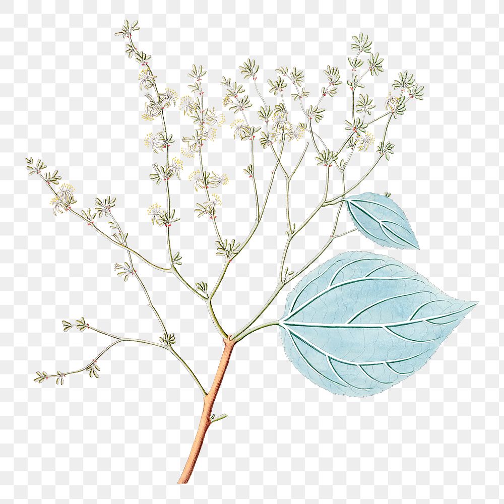 White flower png vintage illustration, transparent background