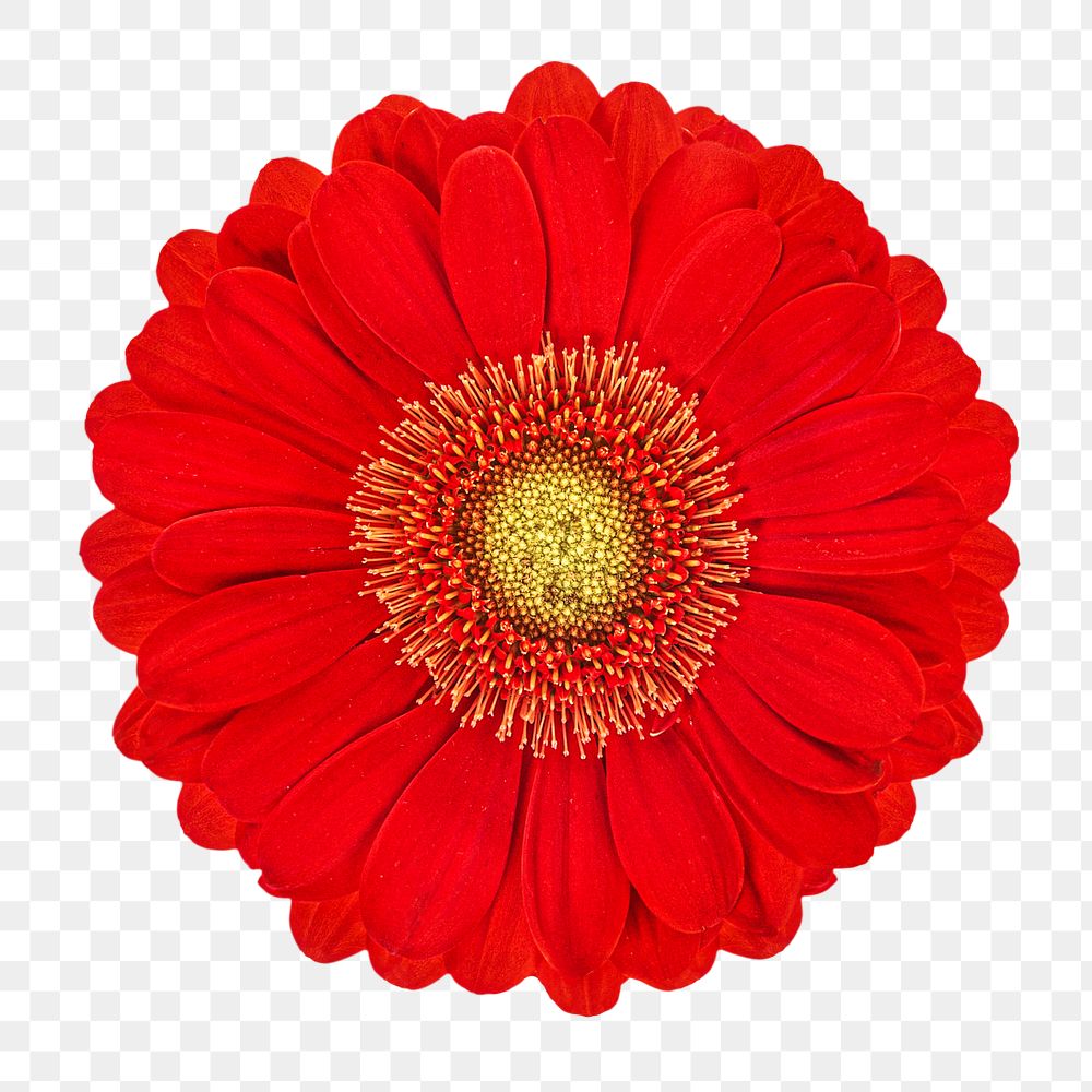 Png bright red daisy flower, transparent background