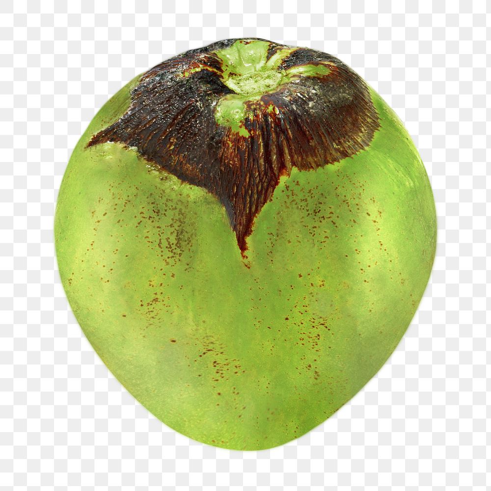 Fresh coconut png, food element, transparent background