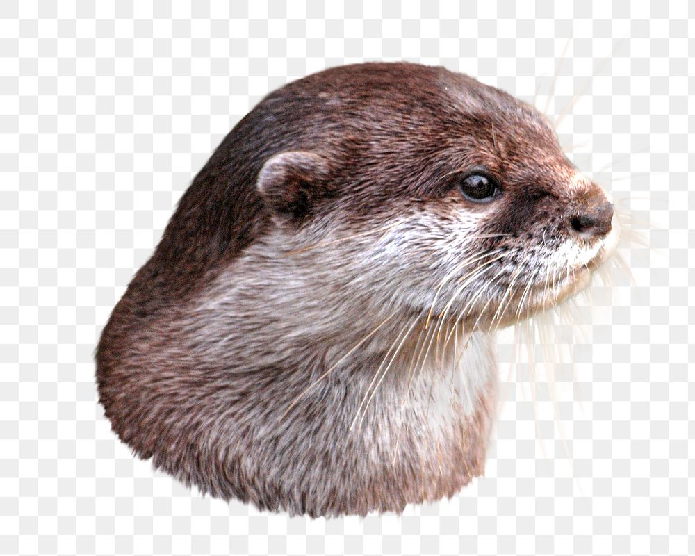 PNG Otter, collage element, transparent background.