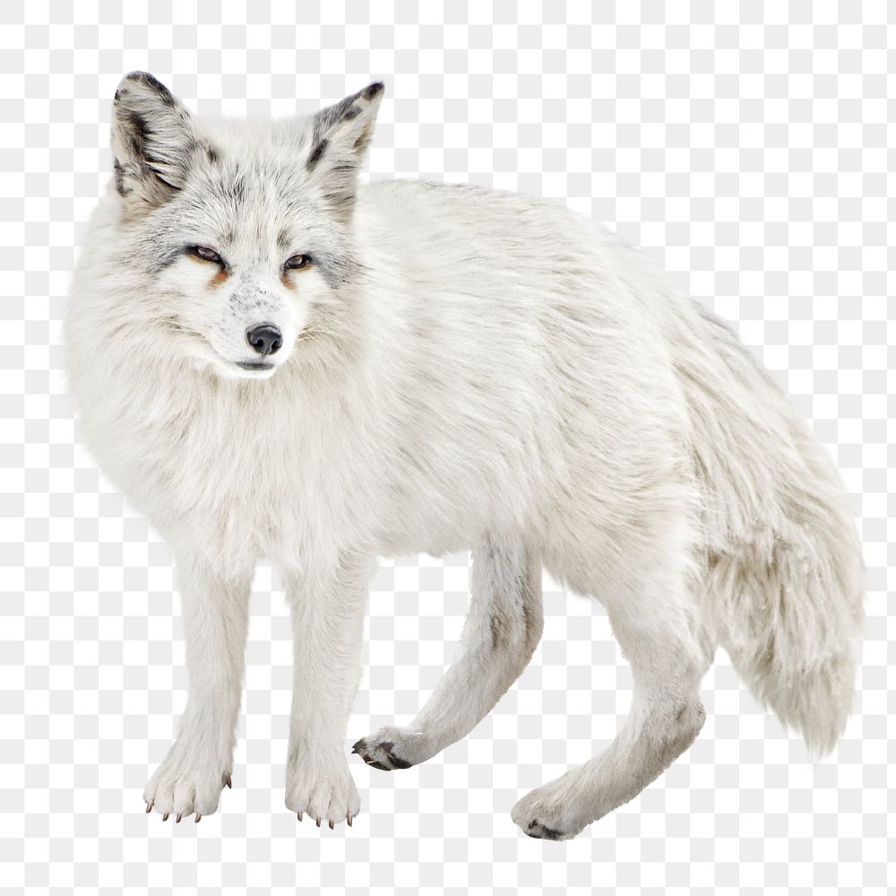 Png white arctic fox, transparent background