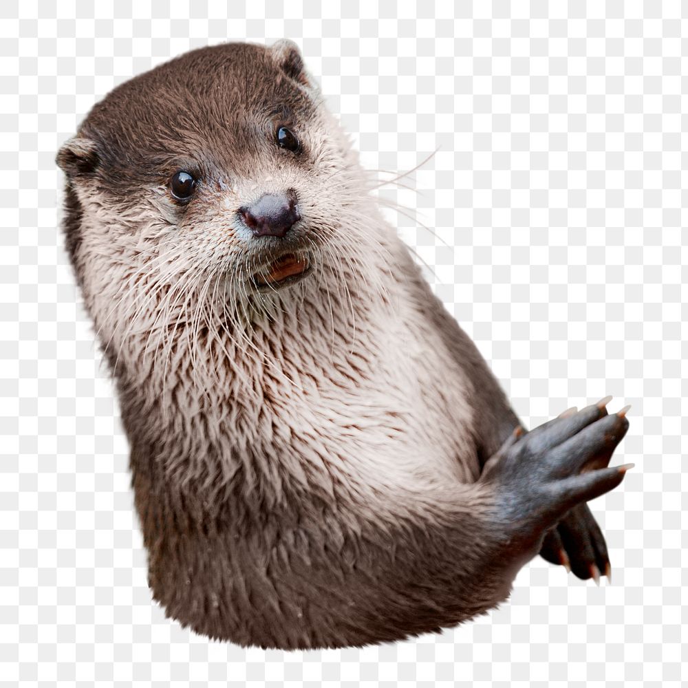 Png wild river otter, transparent background
