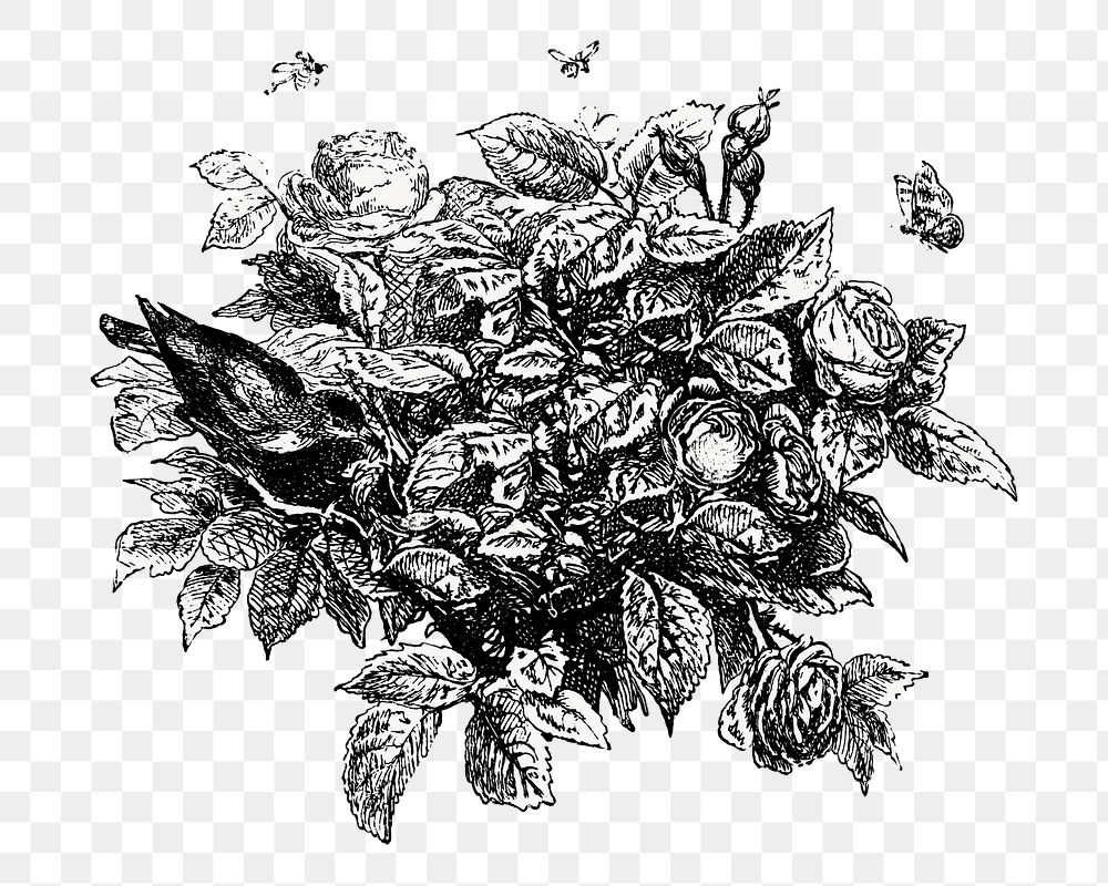 PNG Vintage leaf bush, black and white illustration on transparent background  by François-Frédéric Grobon. Remixed by…