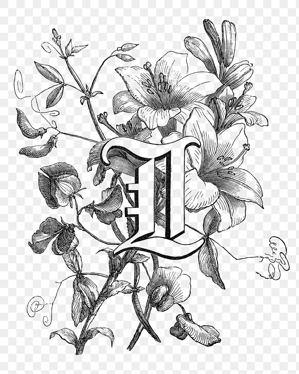 PNG L capital letter, botanical English alphabet on transparent background by Fran&ccedil;ois-Fr&eacute;d&eacute;ric Grobon.…