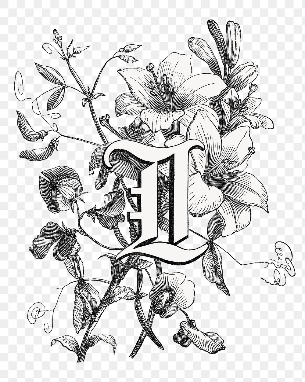 PNG L capital letter, botanical English alphabet on transparent background by François-Frédéric Grobon. Remixed by rawpixel.