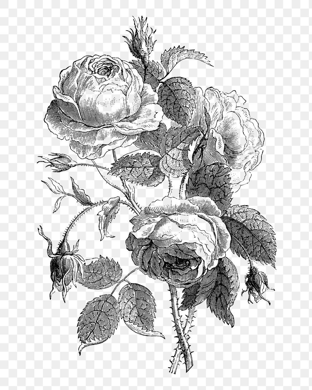 PNG Vintage rose branches, flower illustration on transparent background  by François-Frédéric Grobon. Remixed by rawpixel.