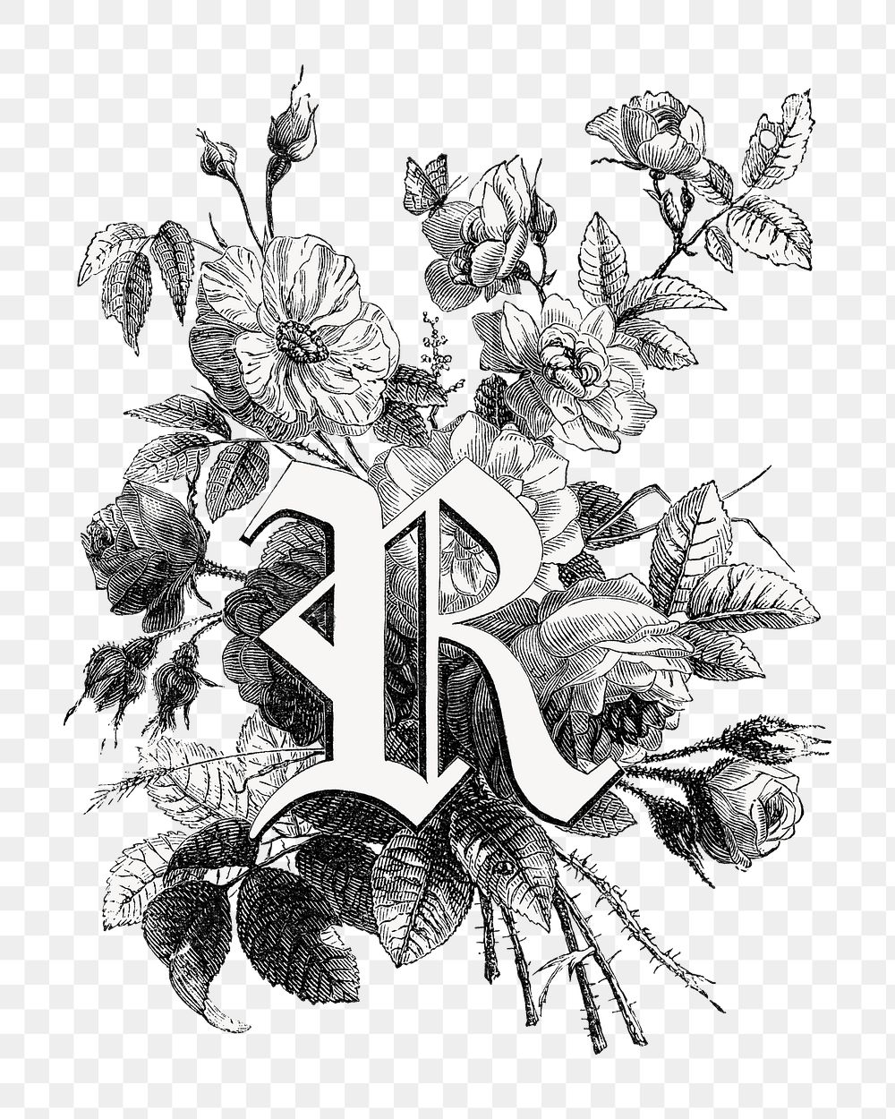 PNG R capital letter, botanical English alphabet on transparent background by Fran&ccedil;ois-Fr&eacute;d&eacute;ric Grobon.…