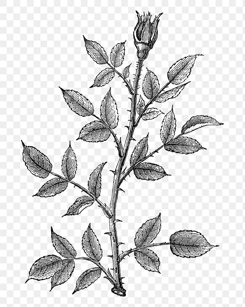 PNG Rose twig, branch, vintage botanical illustration on transparent background  by François-Frédéric Grobon. Remixed by…