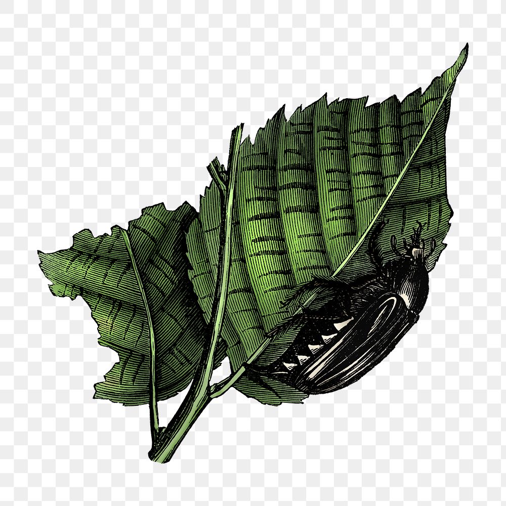 PNG Cockchafer on a leaf, vintage insect illustration on transparent background  by François-Frédéric Grobon. Remixed by…