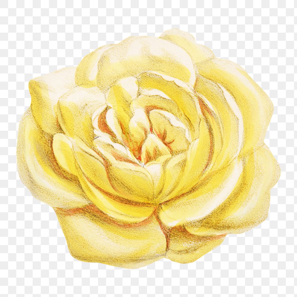 PNG Yellow rose, vintage French flower illustration on transparent background  by François-Frédéric Grobon. Remixed by…
