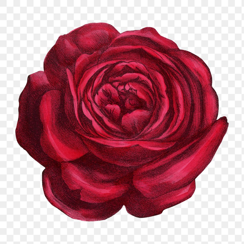 PNG Red rose, vintage French flower illustration on transparent background  by François-Frédéric Grobon. Remixed by rawpixel.