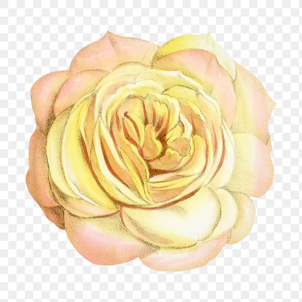 PNG Gradient yellow rose, vintage French flower illustration on transparent background  by François-Frédéric Grobon. Remixed…