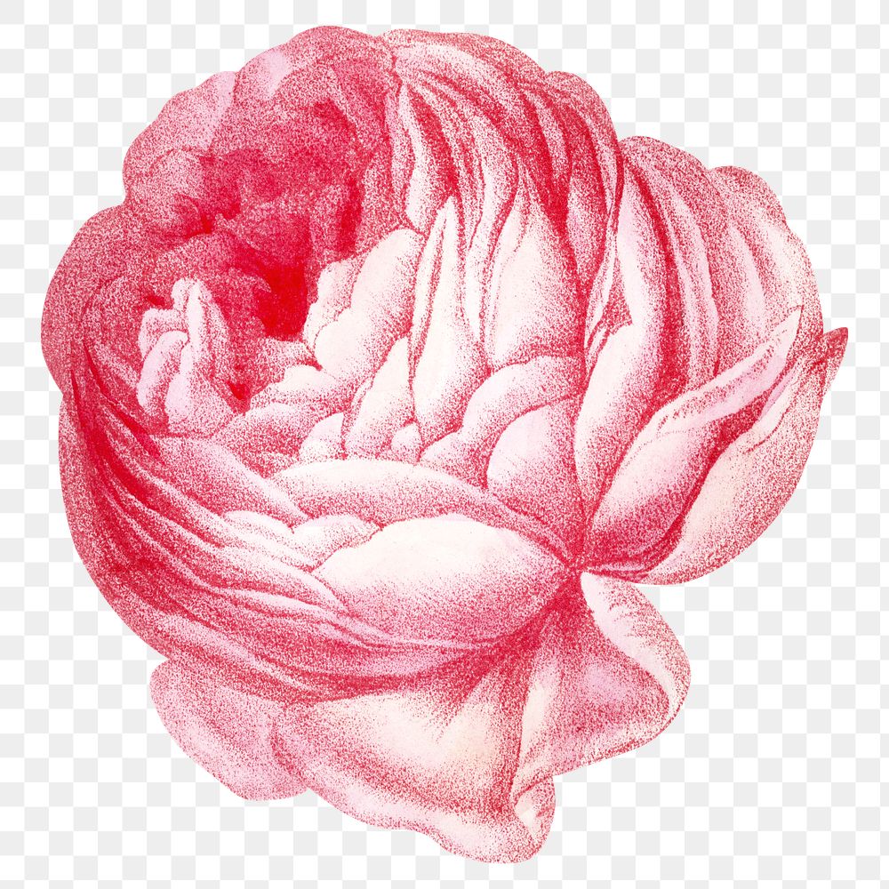 PNG Pink rose, French flower vintage illustration on transparent background  by François-Frédéric Grobon. Remixed by…