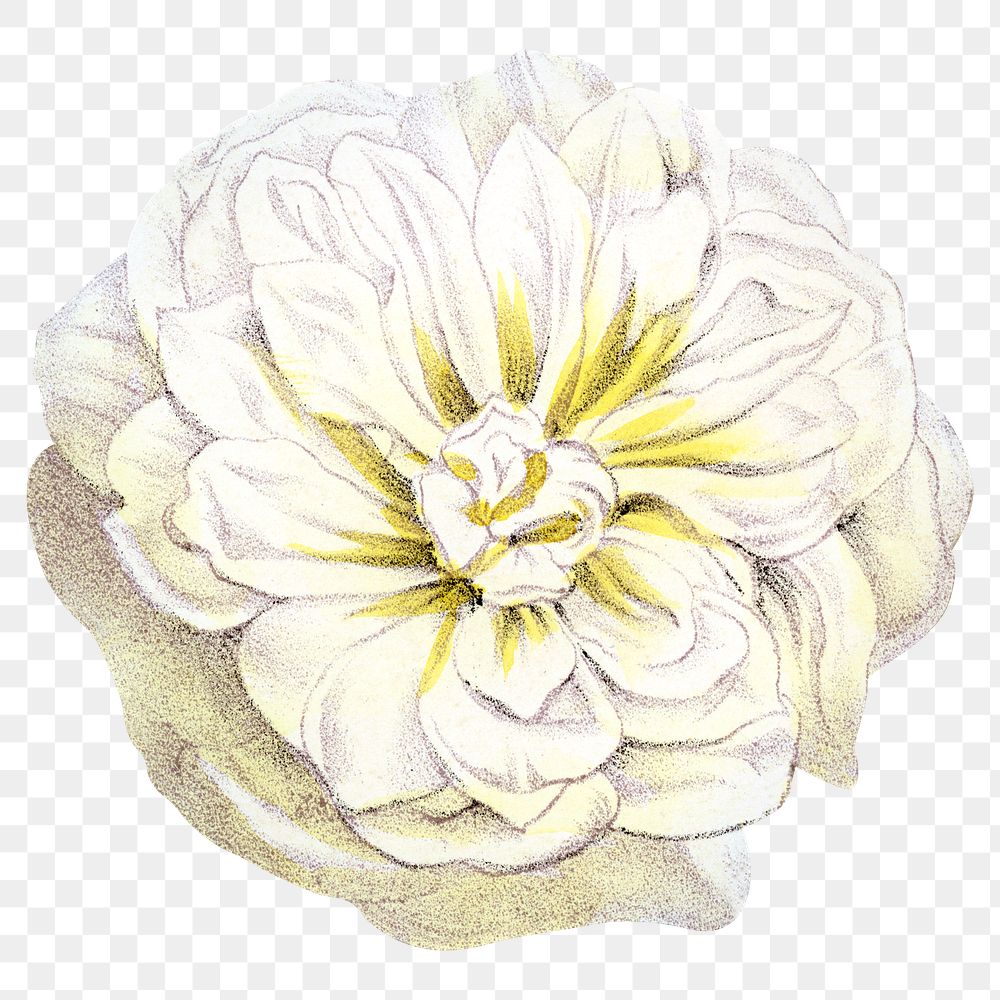 PNG White rose, French flower vintage illustration on transparent background  by François-Frédéric Grobon. Remixed by…