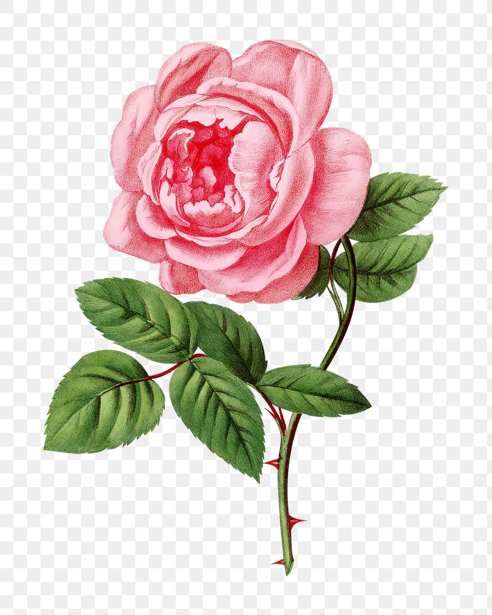 PNG Pink rose, French flower | Premium PNG - rawpixel
