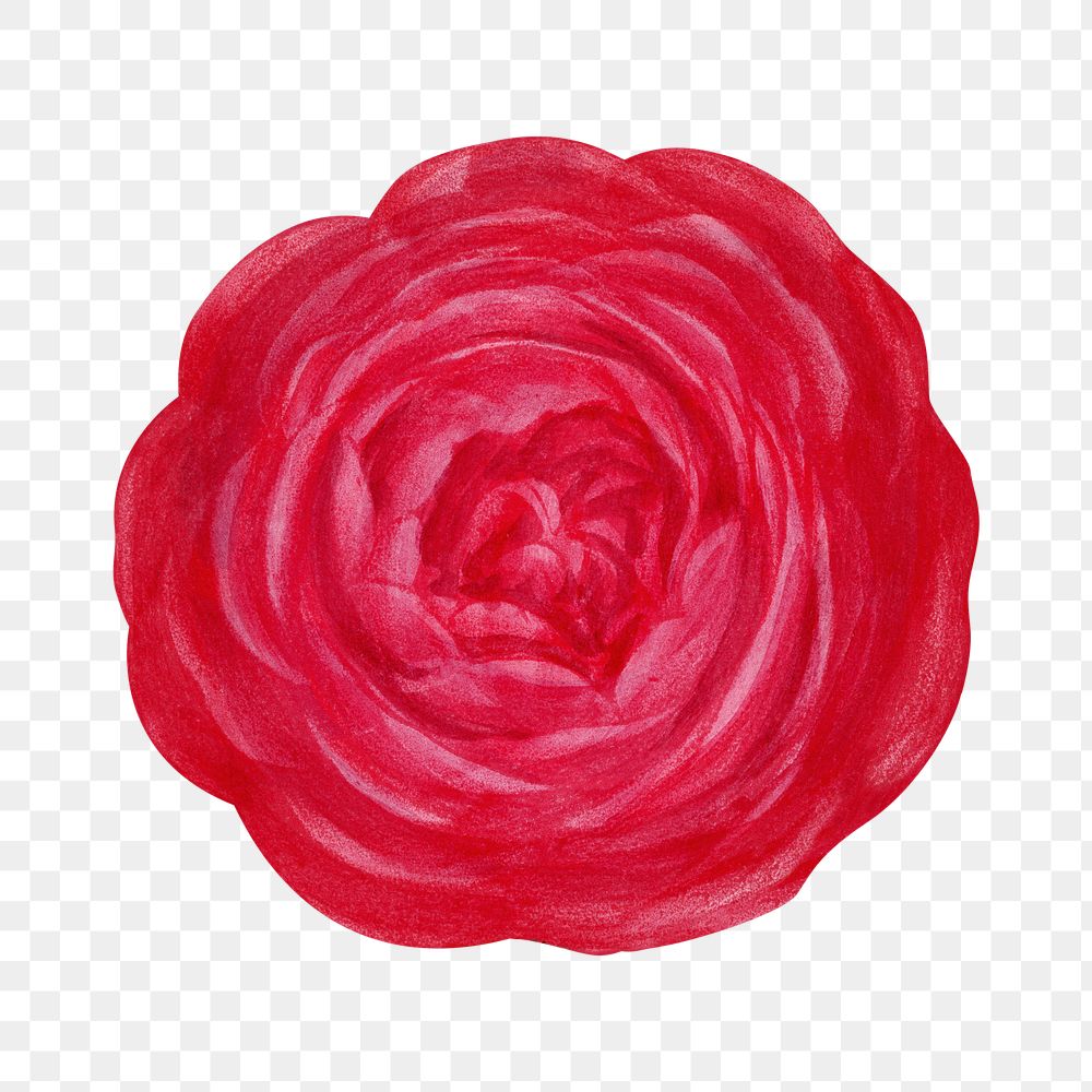 PNG Hot pink rose, French flower vintage illustration on transparent background  by François-Frédéric Grobon. Remixed by…