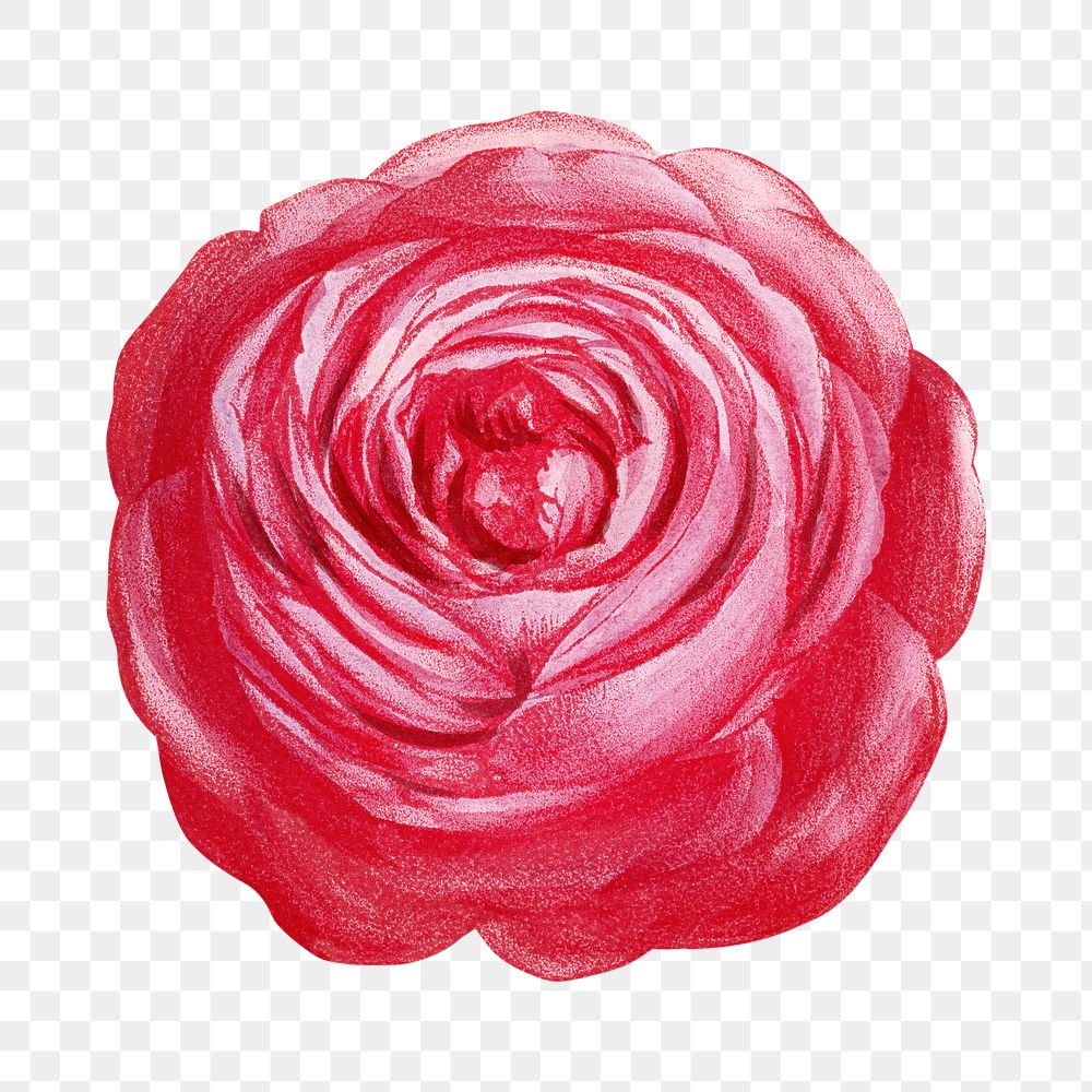 PNG Bright pink rose, French flower vintage illustration on transparent background  by François-Frédéric Grobon. Remixed by…