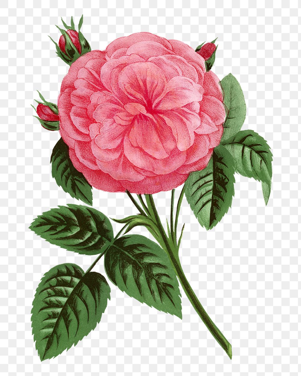 PNG Pink rose, French flower vintage illustration on transparent background  by François-Frédéric Grobon. Remixed by…