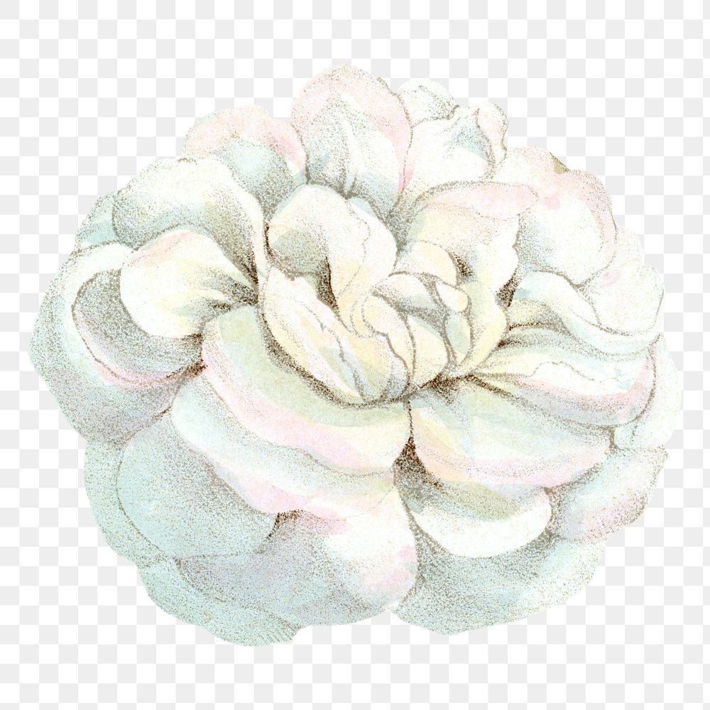 PNG White rose, French flower vintage illustration on transparent background  by François-Frédéric Grobon. Remixed by…