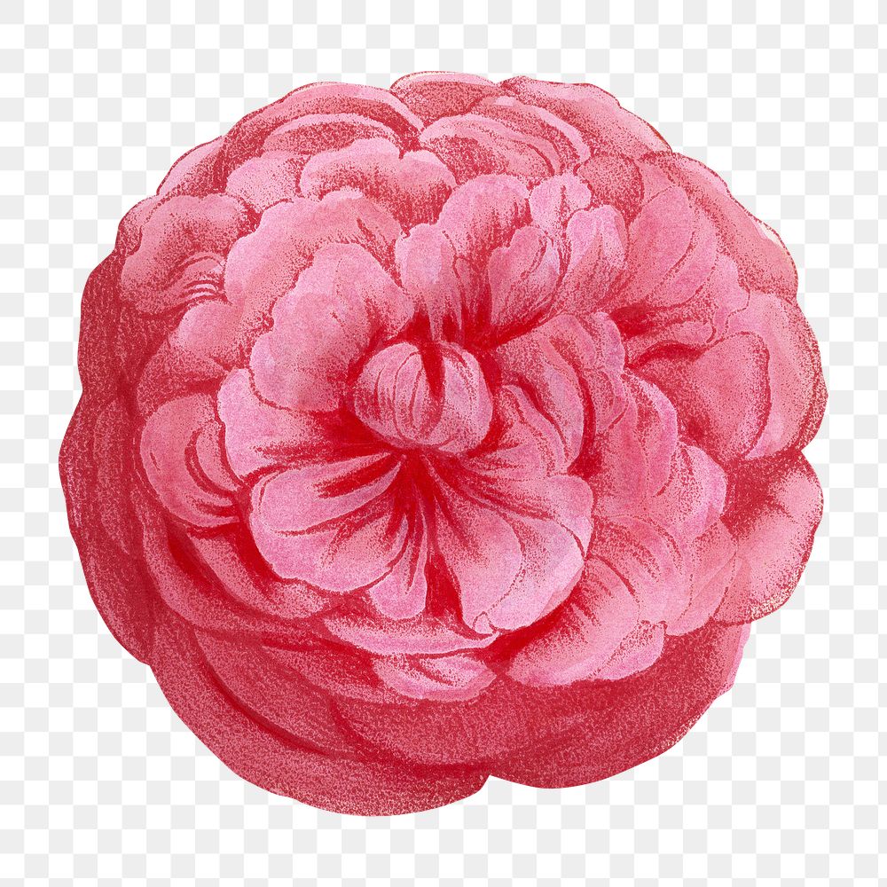 PNG Pink rose, French flower vintage illustration on transparent background  by François-Frédéric Grobon. Remixed by…