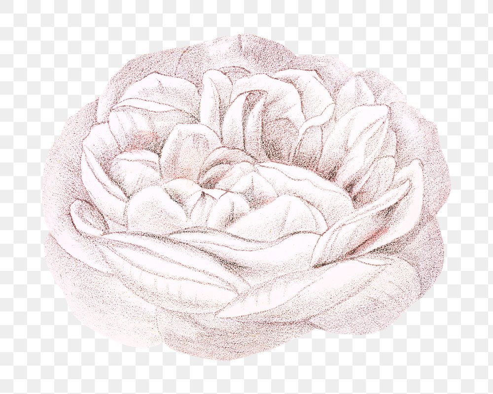 PNG Light pink rose, French flower vintage illustration on transparent background  by François-Frédéric Grobon. Remixed by…