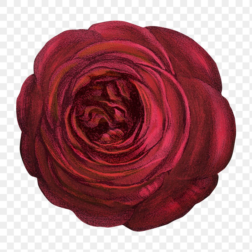 PNG Red rose, French flower vintage illustration on transparent background  by François-Frédéric Grobon. Remixed by rawpixel.