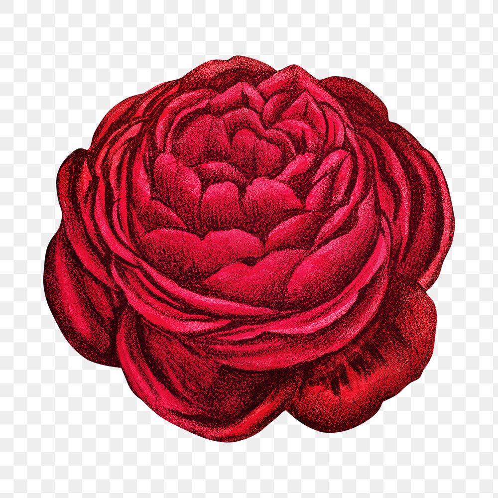 PNG Red rose, French flower vintage illustration on transparent background  by François-Frédéric Grobon. Remixed by rawpixel.