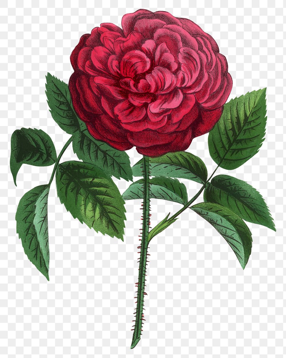 PNG Red rose, French flower vintage illustration on transparent background  by François-Frédéric Grobon. Remixed by rawpixel.
