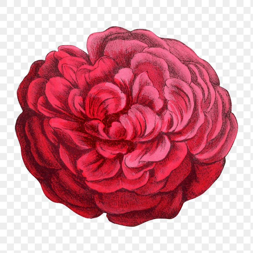 PNG Red rose, French flower vintage illustration on transparent background  by François-Frédéric Grobon. Remixed by rawpixel.