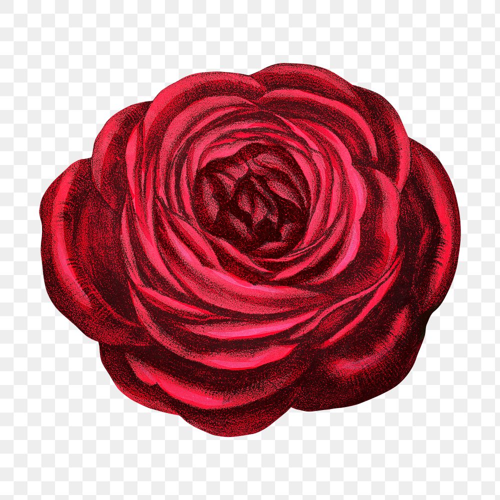 PNG Red rose, French flower vintage illustration on transparent background  by François-Frédéric Grobon. Remixed by rawpixel.