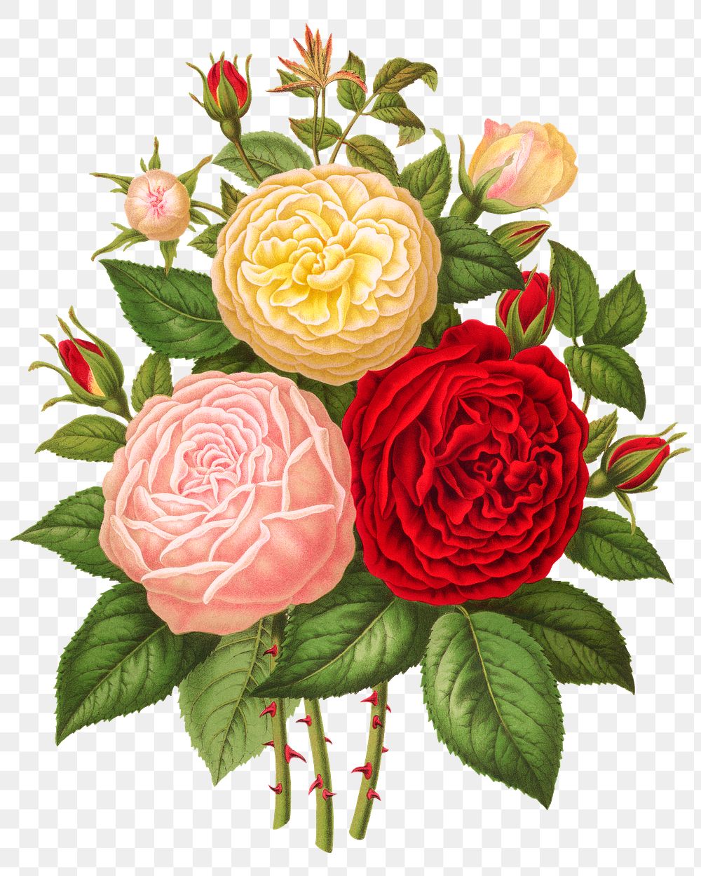 PNG vintage roses illustration, transparent background. Remixed from our own original 1879 edition of Nederlandsche Flora en…