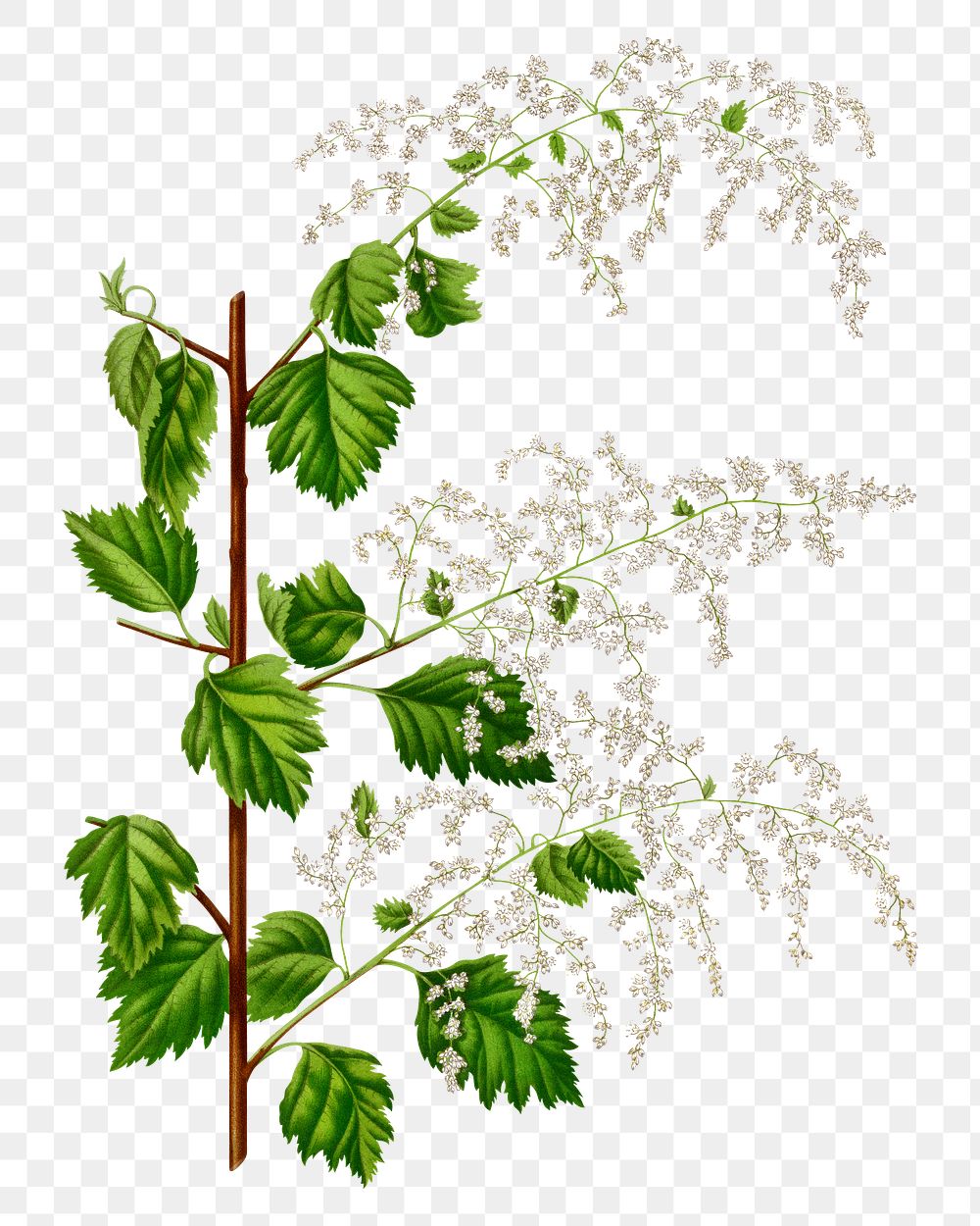 PNG vintage broadleaf meadowsweet illustration, transparent background. Remixed from our own original 1879 edition of…