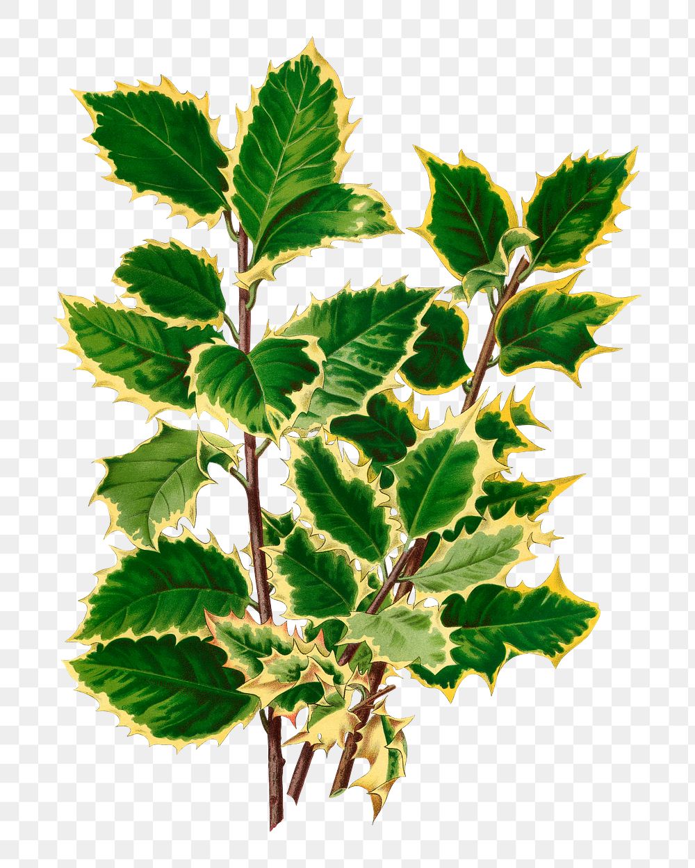 Festive holly leaves transparent png