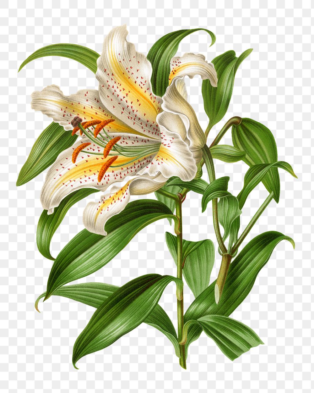 PNG vintage white lily illustration, transparent background. Remixed from our own original 1879 edition of Nederlandsche…